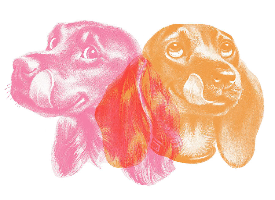 Vintage Drawing - Double dog by CSA Images