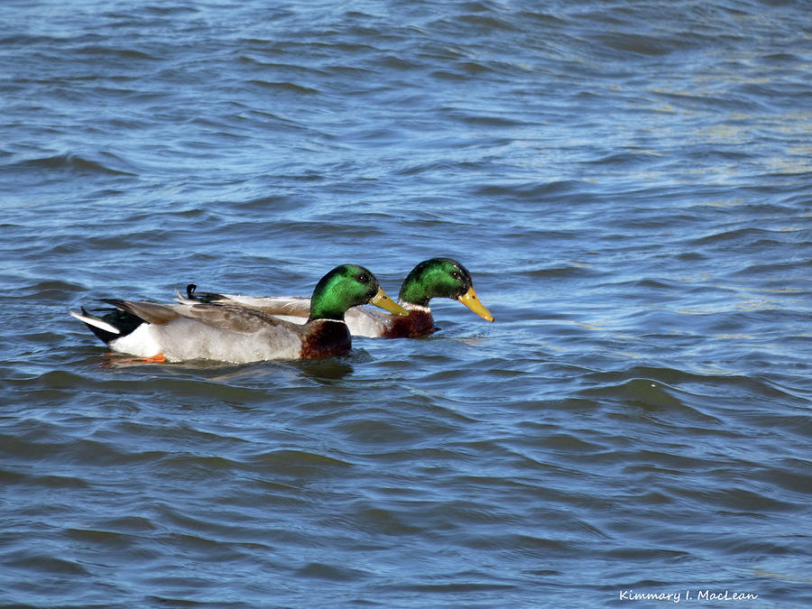 Double Duck Photograph by Kimmary MacLean
