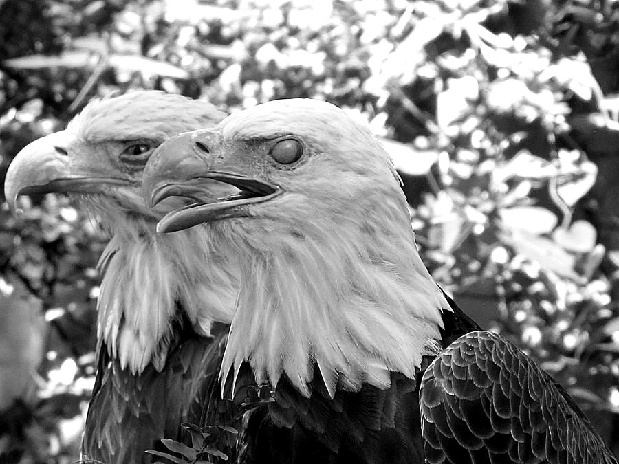 Double Eagle 000 in Black and White  Photograph by Christopher Mercer