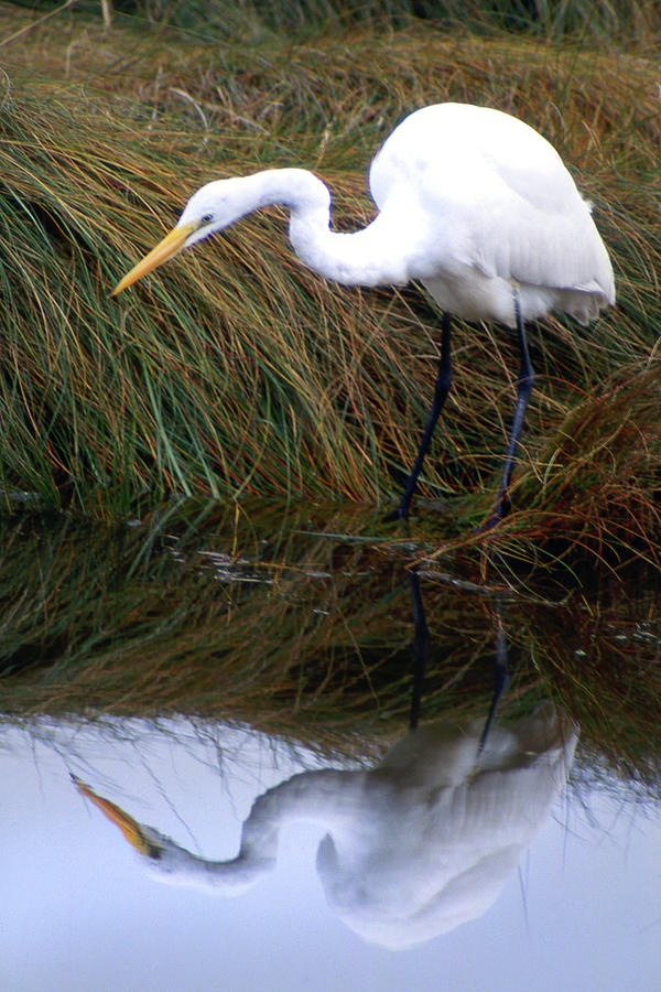 Double Egret View Photograph by Jerry Griffin