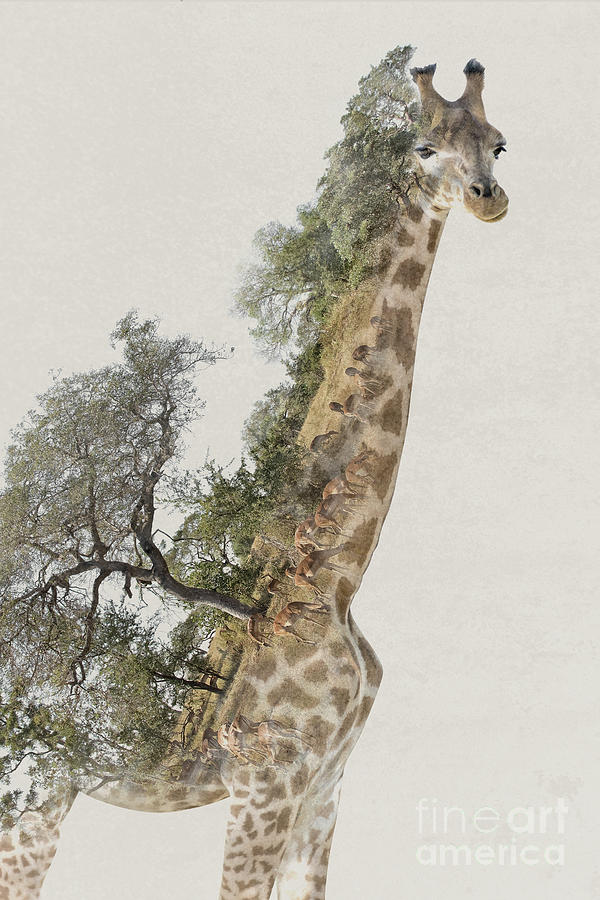 Double exposure giraffe and savannah Photograph by Delphimages Photo Creations