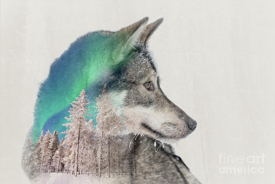 Double exposure husky and northern lights Photograph by Delphimages Photo Creations