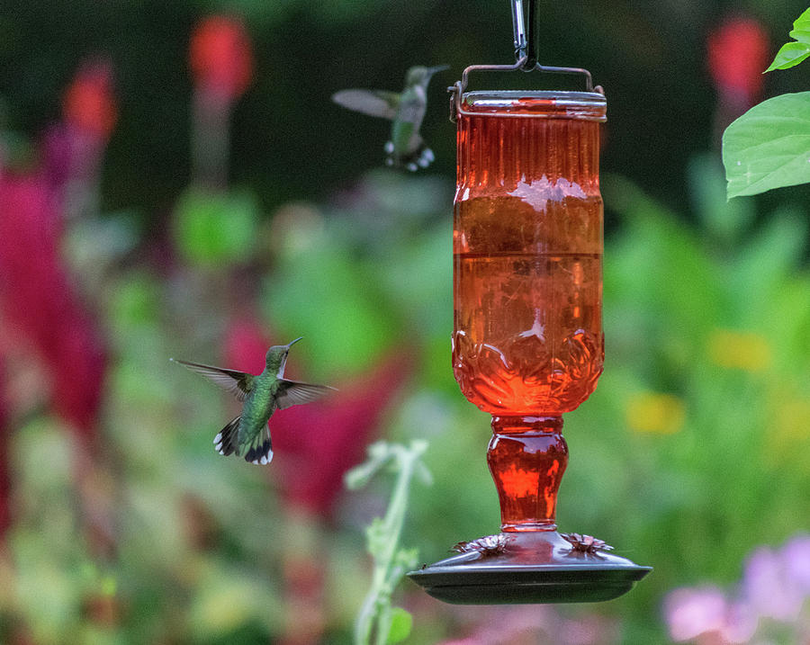 Double Hummers Photograph