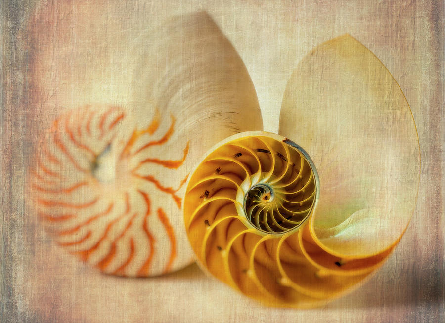 Double Nautilus Photograph by Garry Gay