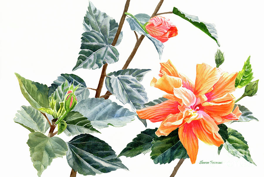 Double Orange Hibiscus with Buds Painting by Sharon Freeman