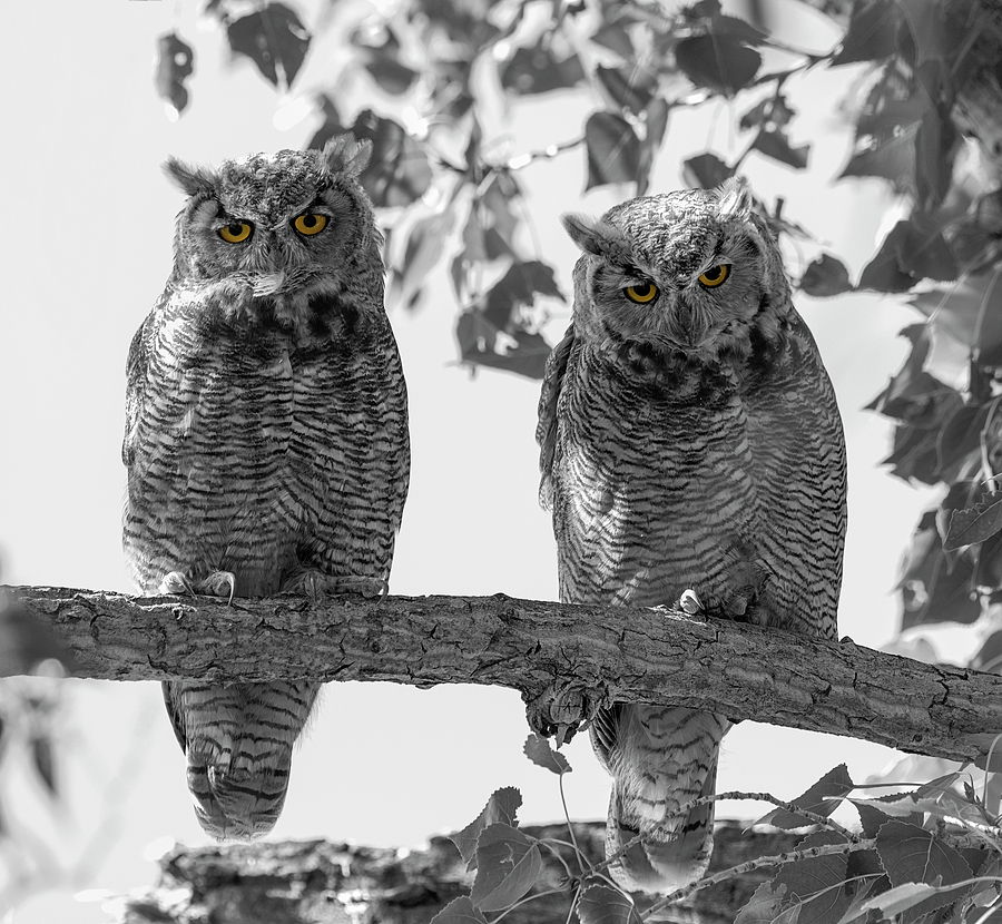 Double Owl Bonus - Selective Color Photograph by Loree Johnson
