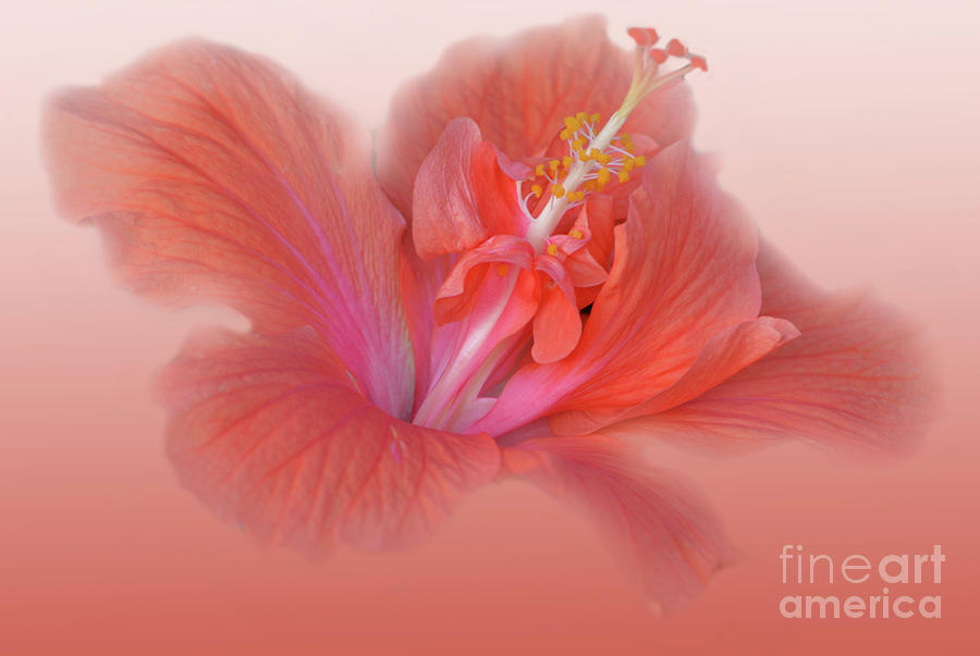Double Peach Hibiscus Photograph by Leticia Latocki