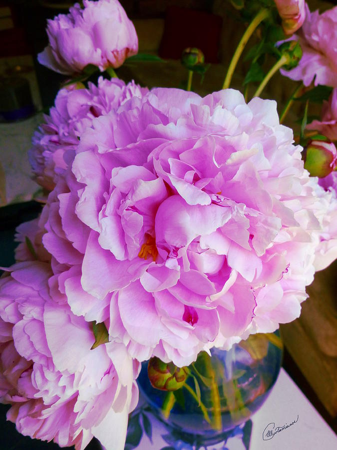 Double Peonies Photograph by Elly Potamianos