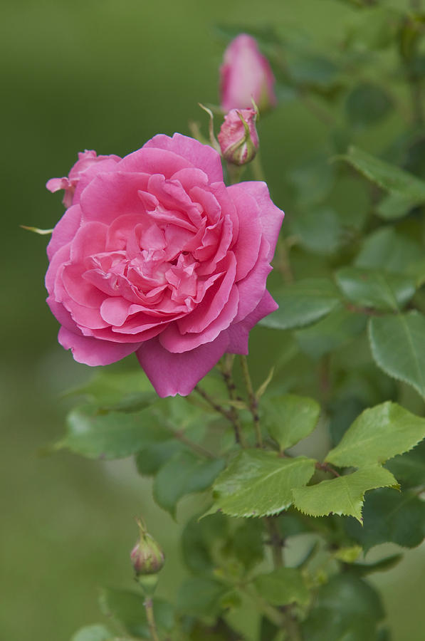 Double Pink Rose Parade Photograph by Jenny Rainbow