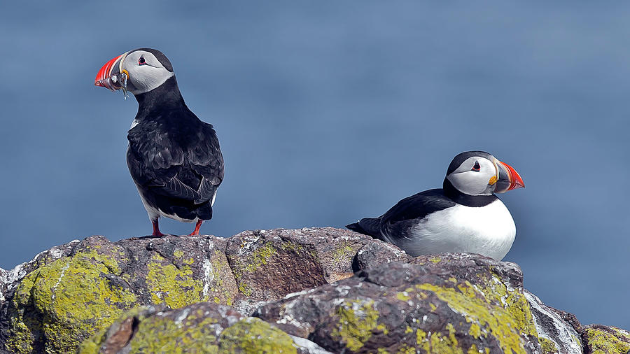 Double puffins Photograph by Tommy Lindbohm - Fine Art America