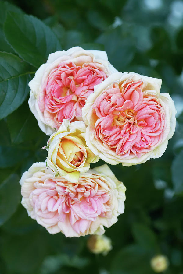 Double Roses Seen From Above Photograph by Kennet House Of Pictures / Havgaard