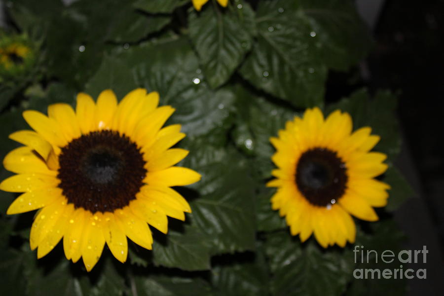 Double sunflower Photograph by Barbra Telfer