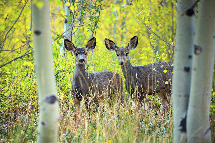 Double Take - Young Mule Deer In Autumn Aspens Photograph