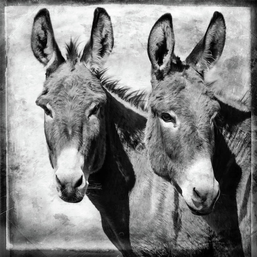 dooble donkeys dooble donkeys