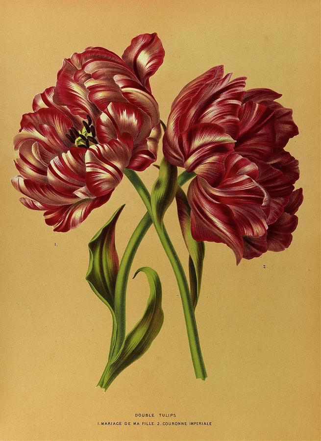 Double Tulips 1.mariage De Ma Fl Lle. 2.couronne Imperiale Painting by ...