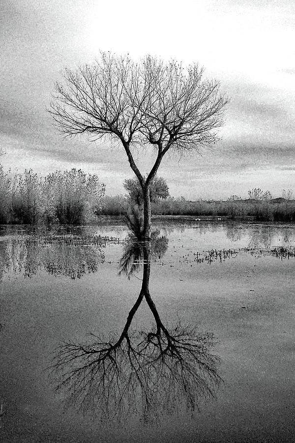Double Y Tree Photograph by Jerry Griffin