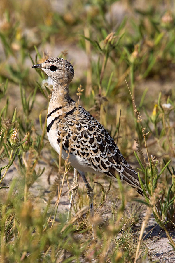 Doublebanded Courser Photograph by David Hosking