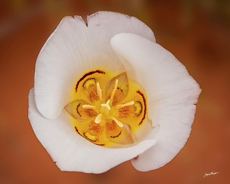Arches National Park Photograph - Doubting Mariposa Lily by Jurgen Lorenzen