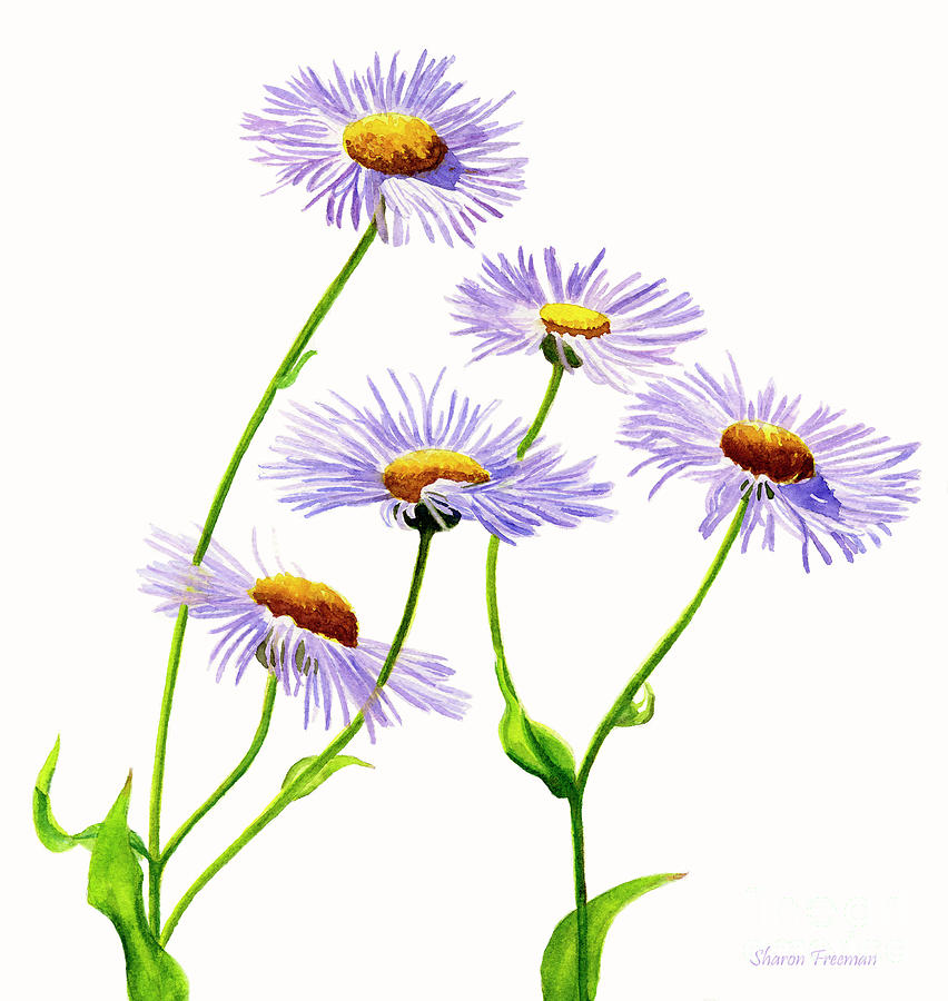 Flowers Still Life Painting - Douglas Aster Wild Flower by Sharon Freeman