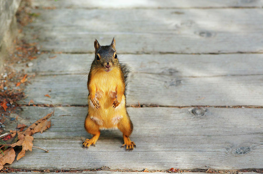 Douglas Squirrel female Photograph by Sharon Talson Fine Art America