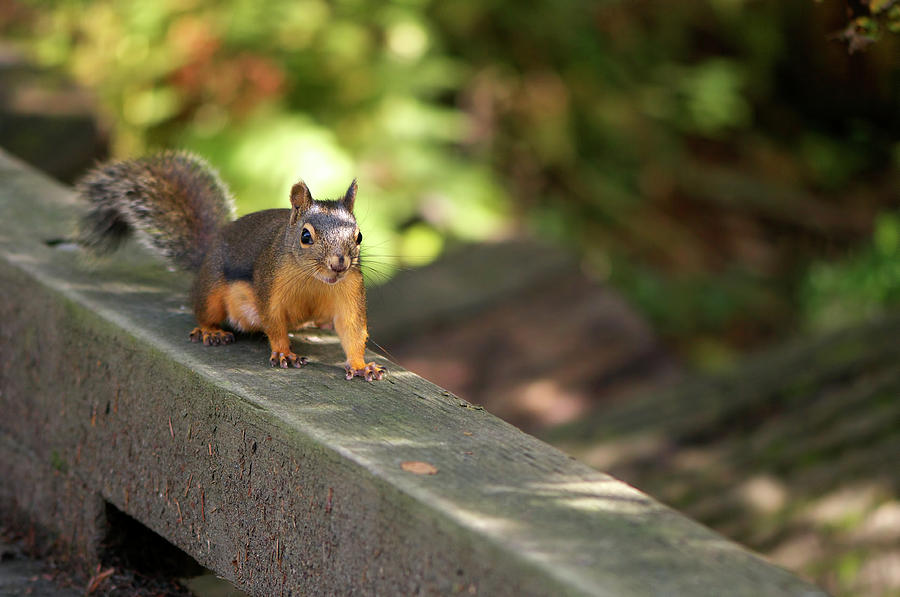 Douglas Squirrel on the Boardwalk by Sharon Talson Douglas Squirrel on the Boardwalk by Sharon Talson