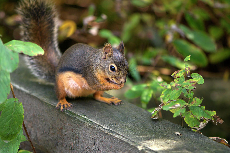 Douglas Squirrel With A Snack by Sharon Talson Douglas Squirrel With A Snack by Sharon Talson