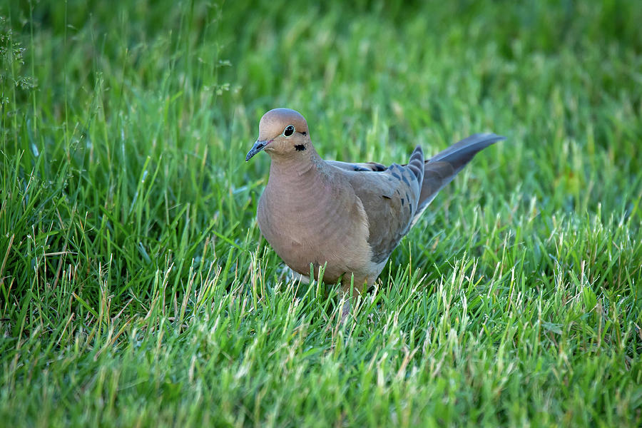 Dove #2 Photograph by David Heilman