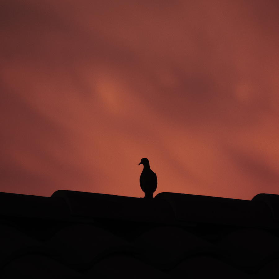 Dove Against a Sunset Sky Photograph by Bill Tomsa
