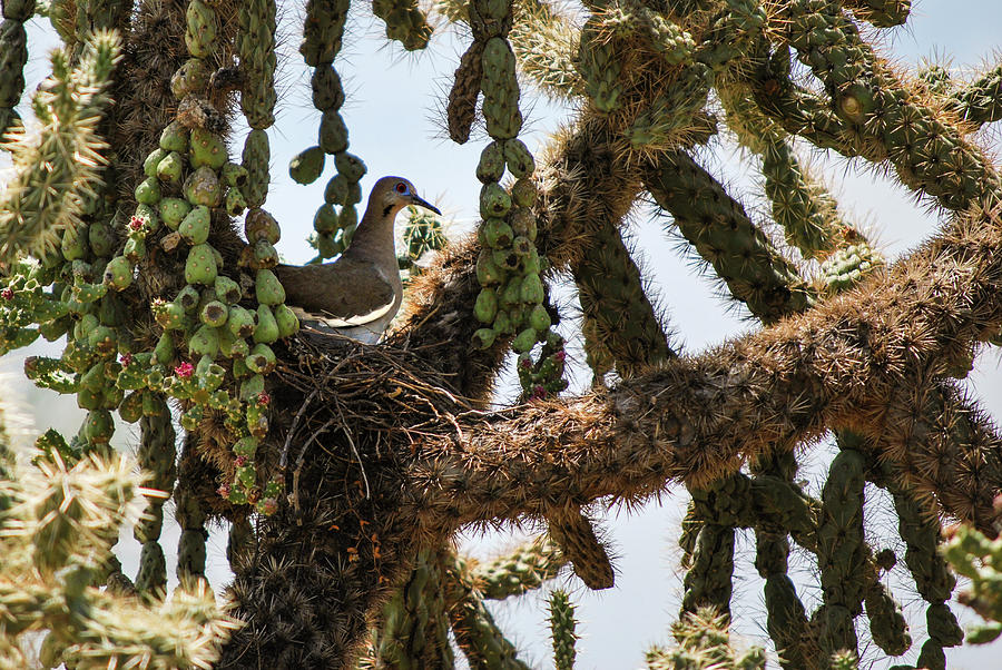 Dove Cactus Nest Photograph by Richard Wenz - Fine Art America