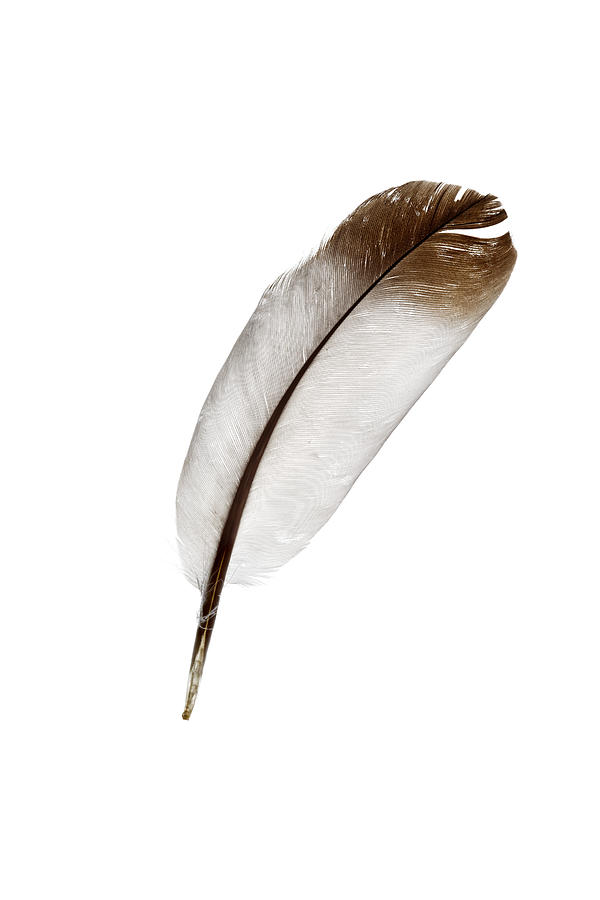 Dove Feather Isolated On White Photograph by Antimartina