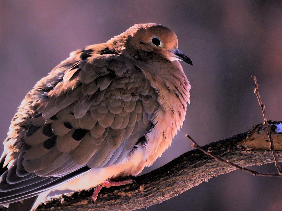Dove in Evening Light  Photograph by Lori Frisch