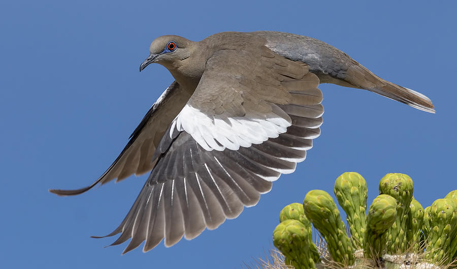 Dove Inflight. Photograph by Paul Martin Dove Inflight. Photograph by Paul Martin