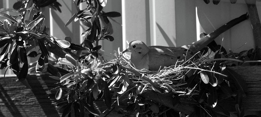 Dove in Its Nest - Hale County, Texas Photograph by Richard Porter