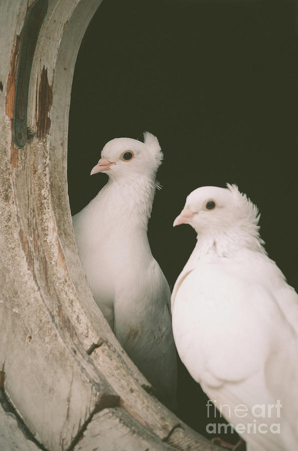 A pair of doves Photograph by Jelena Jovanovic