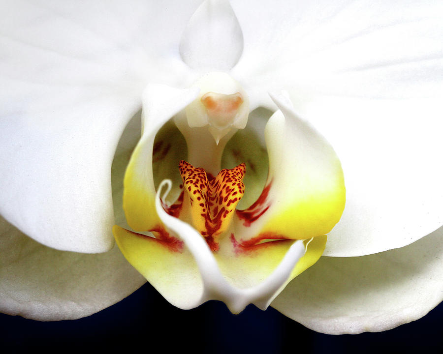Orchid Photograph - Dove Orchid by Dana Brett Munach