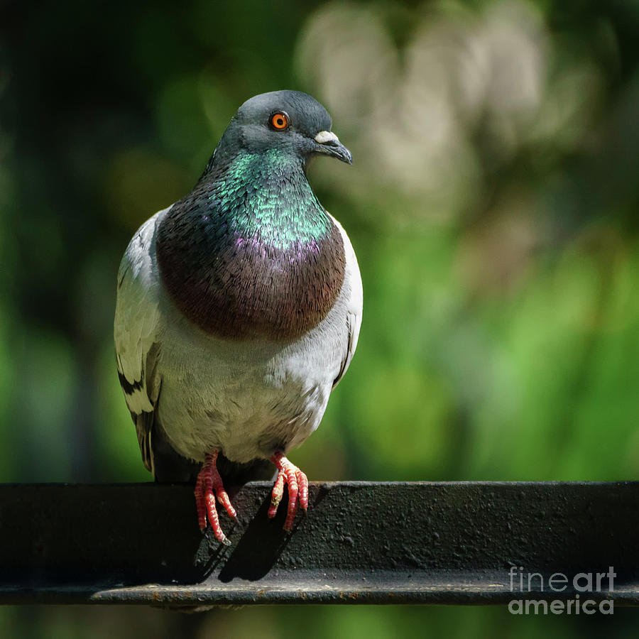 Dove Perched on a Fence Photograph by Pablo Avanzini