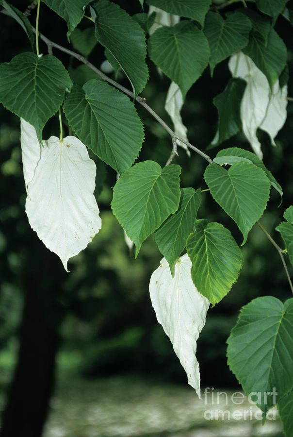 Dove Tree Flowers Photograph by Mike Comb/science Photo Library
