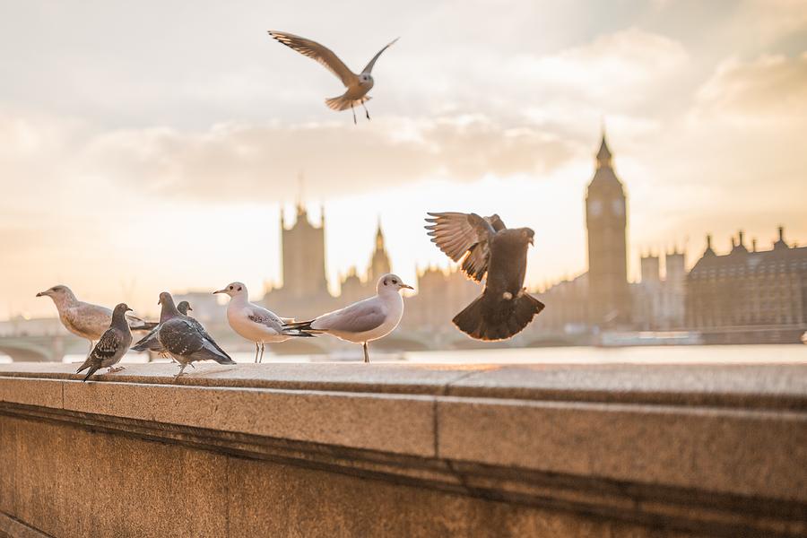 Doves and seagulls over the Thames in London Photograph by Top Wallpapers