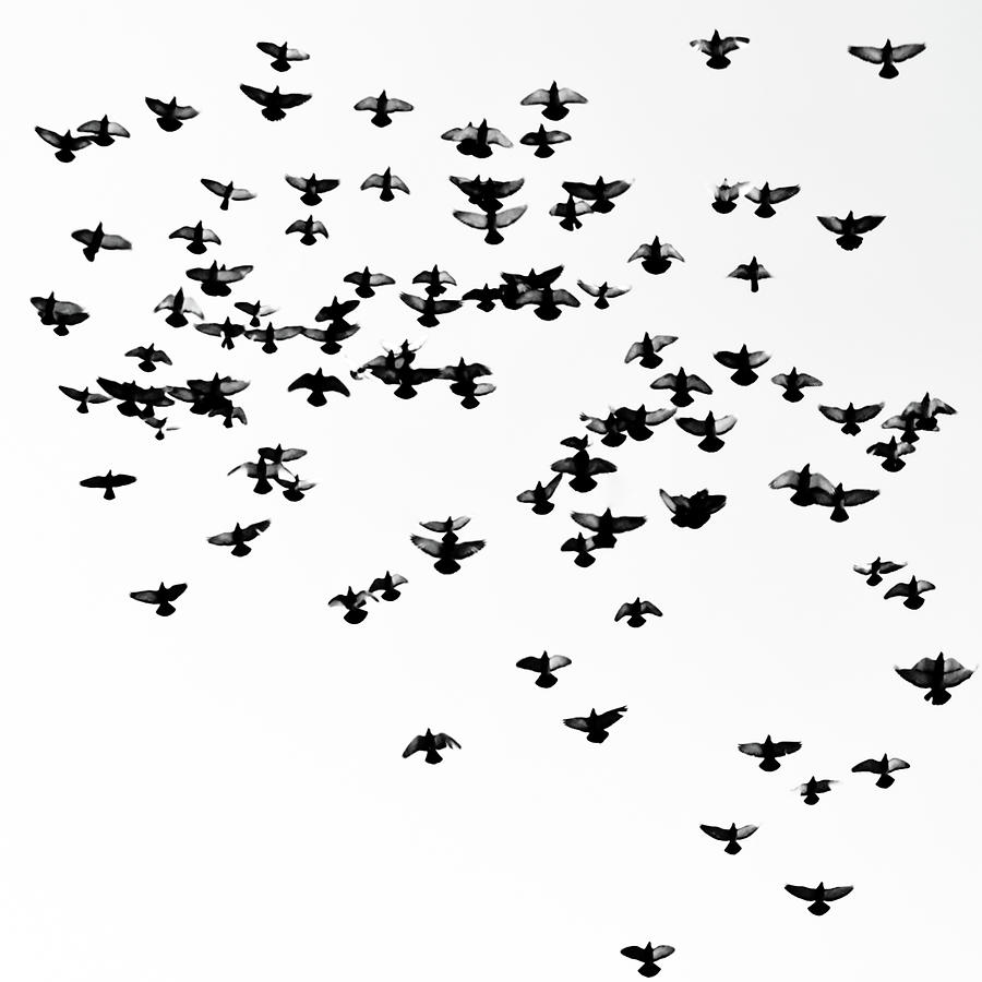 Doves Flying Photograph by Håkon T Sønderland, Oslo, Norway