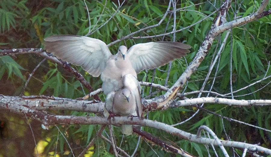 Doves Mating 8851-042819 Photograph by Tam Ryan