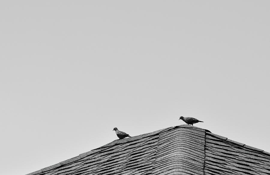 Doves on Roof Photograph by Larah McElroy