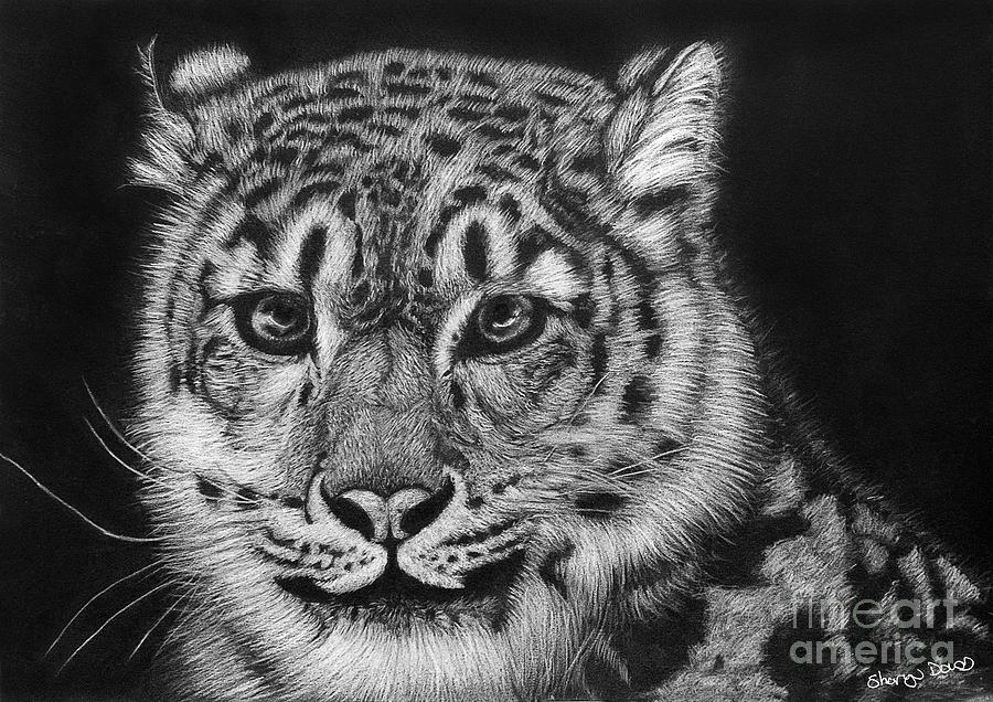 Snow Leopard Drawing By Sharyn Dowd