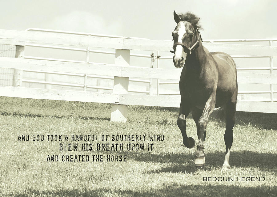 DOWN AND BACK quote Photograph by Dressage Design