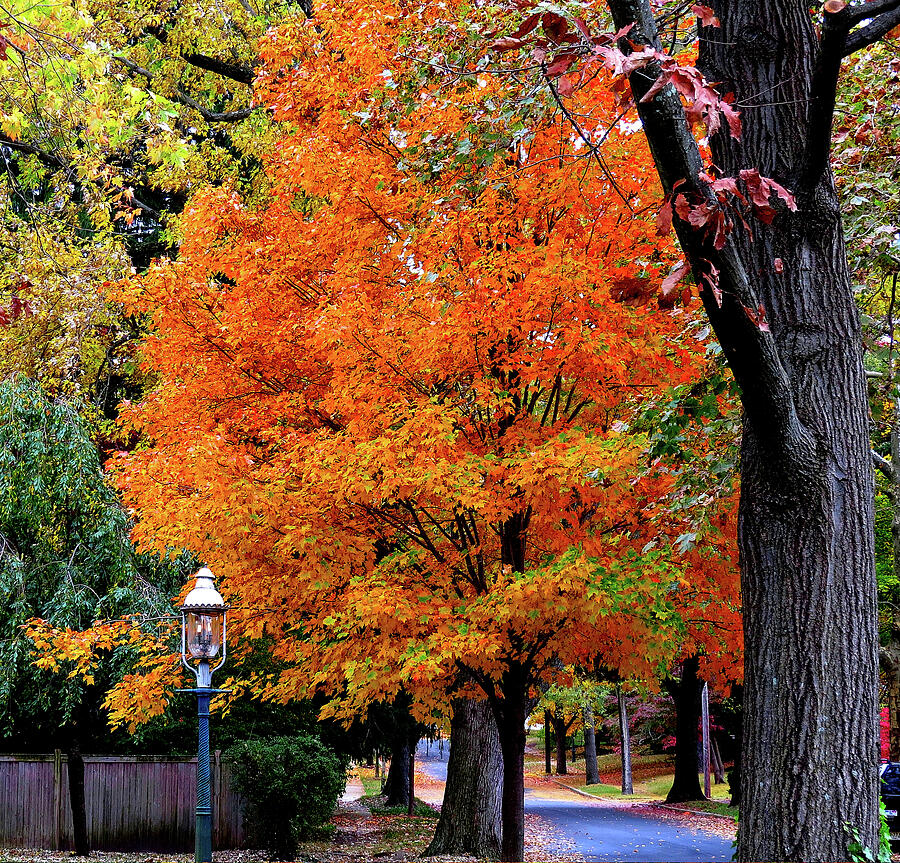 Down The Avenue in Autumn Photograph by Linda Stern