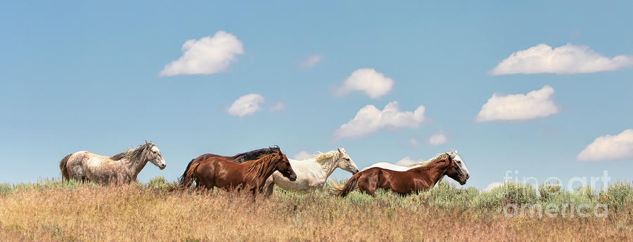 Down the High Prairie by Jim Garrison Down the High Prairie by Jim Garrison