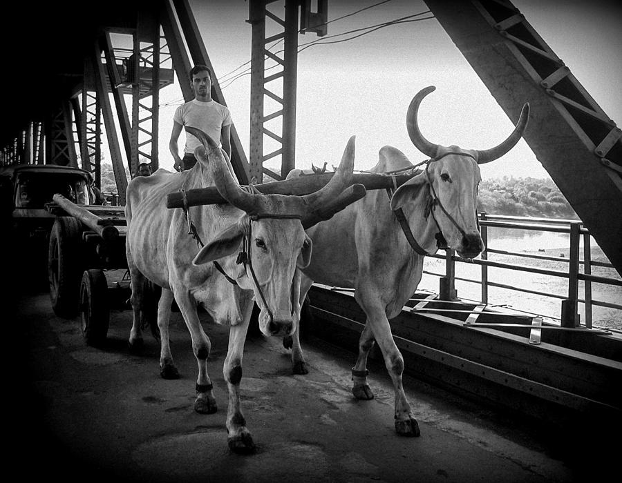 Cow Photograph - Down To The Market. by Joxe Inazio Kuesta Garmendia