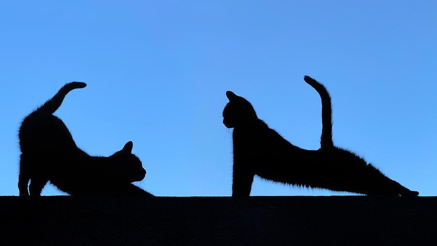 Downward-facing Cat Against Upward-facing Cat Photograph by Mathilde Guillemot