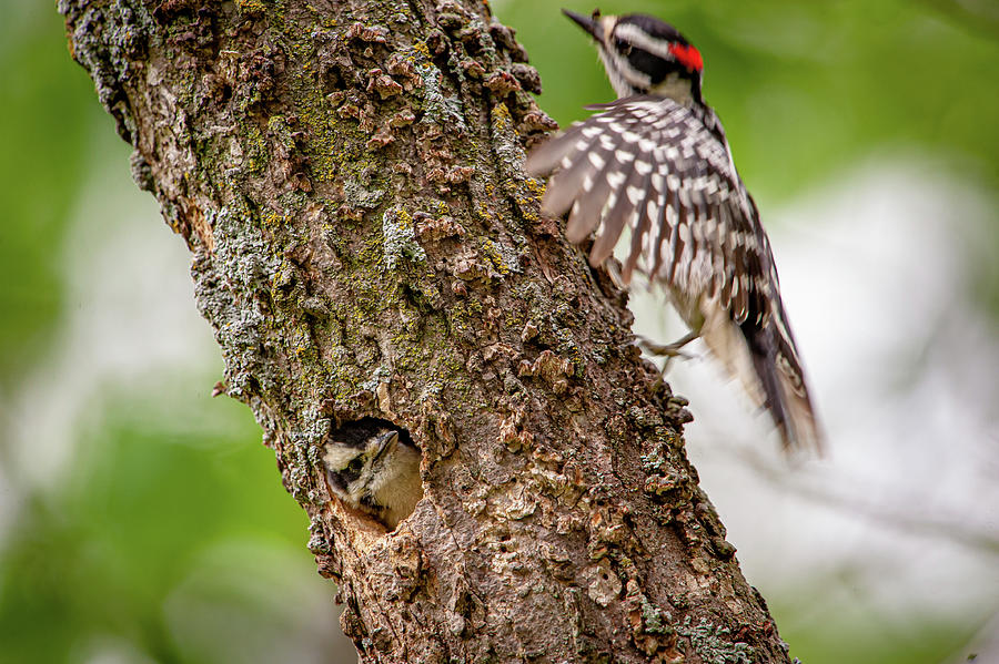 Downy Nest Photograph by Jeff Phillippi