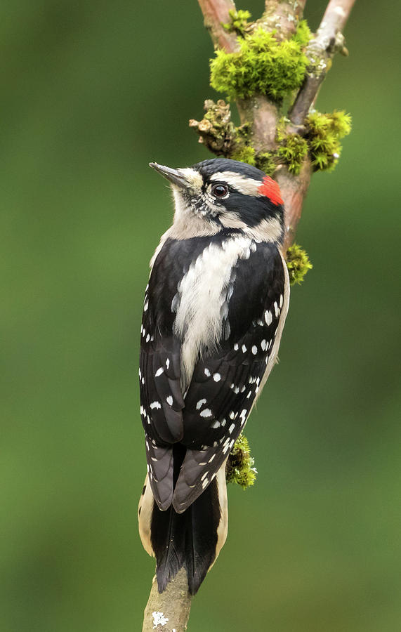 Downy Woodpecker 2 Photograph by Angie Vogel