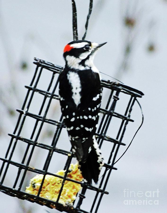 Downy Woodpecker 28 Photograph by Lizi Beard-Ward